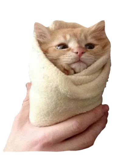 кошки малого и среднего размера кошачьи животное