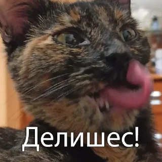 Sticker Кошки • @TgStickery - 1