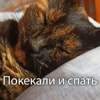 Sticker Кошки • @TgStickery - 9