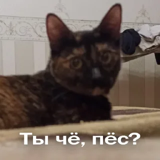 Sticker Кошки • @TgStickery - 4