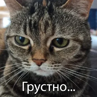 Sticker Кошки • @TgStickery - 10