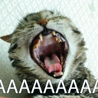 Sticker Кошки • @TgStickery - 0