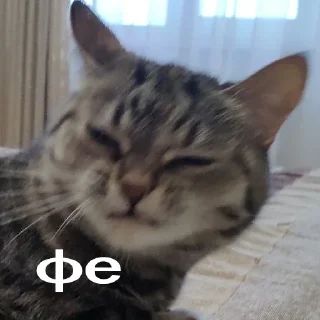 Sticker Кошки • @TgStickery - 5