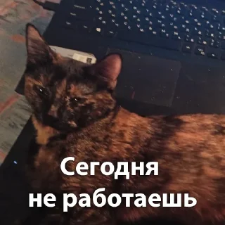 Sticker Кошки • @TgStickery - 7