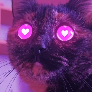 Sticker Кошки • @TgStickery - 11