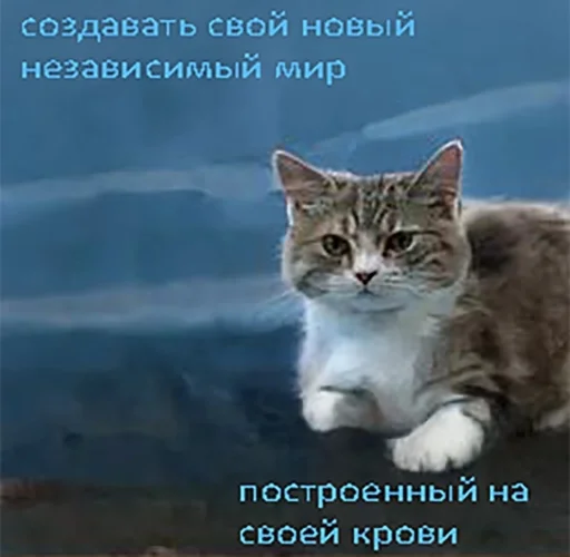 коты как смысл жизни @barashekbebebe - 