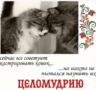 Стикер коты как смысл жизни @barashekbebebe - 0