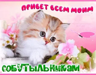 Стикер коты как смысл жизни @barashekbebebe - 7