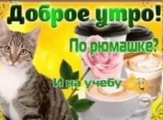 Стикер коты как смысл жизни @barashekbebebe - 11