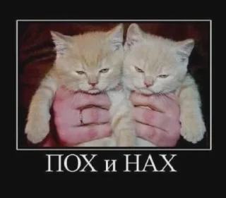 Стикер коты как смысл жизни @barashekbebebe - 2