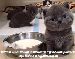 Стикер коты как смысл жизни @barashekbebebe - 9