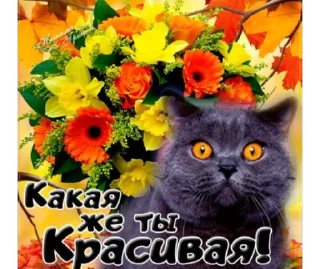 Стикер коты как смысл жизни @barashekbebebe - 5