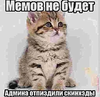 Стикер коты как смысл жизни @barashekbebebe - 3