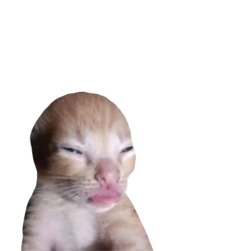 Sticker koshkinjata - 1