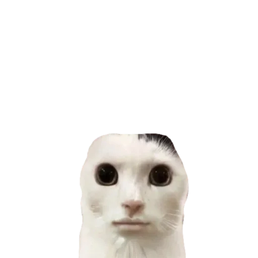 Sticker koshkinjata - 1