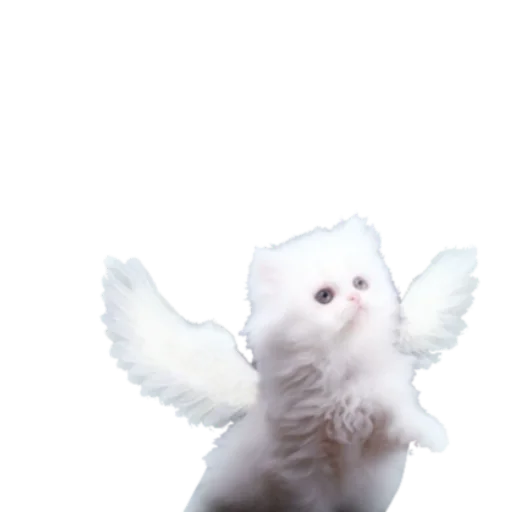 Sticker koshkinjata - 1