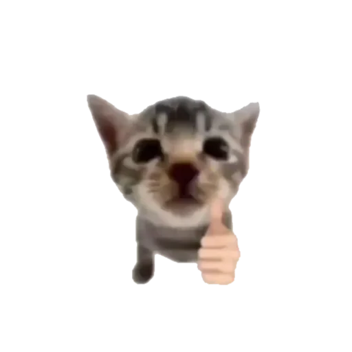 Sticker koshkinjata - 1