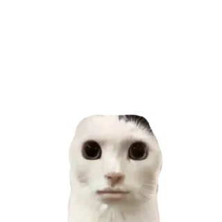 Sticker koshkinjata - 9