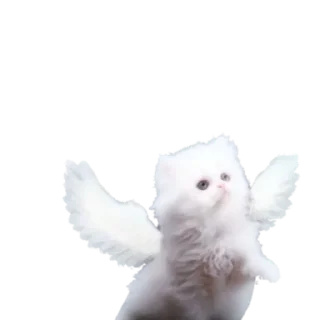 Sticker koshkinjata - 5