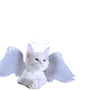 Sticker koshkinjata - 2