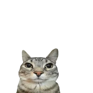 Sticker koshkinjata - 0