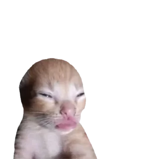 Sticker koshkinjata - 11