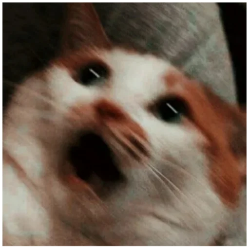 animal mammal small to medium-sized cats