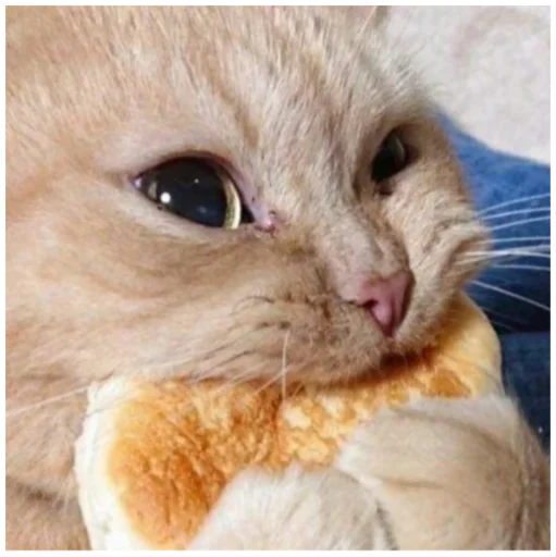 mammal animal small to medium-sized cats