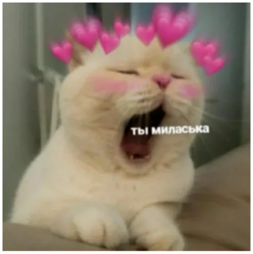 mammal animal felidae