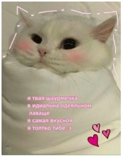 text small to medium-sized cats mammal