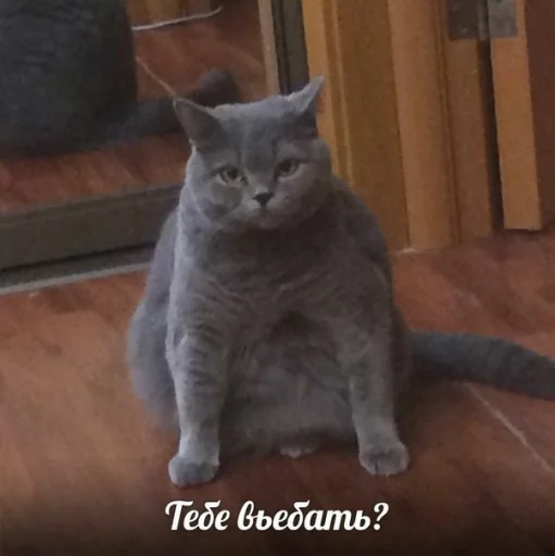 Sticker koshkodeffka - 1