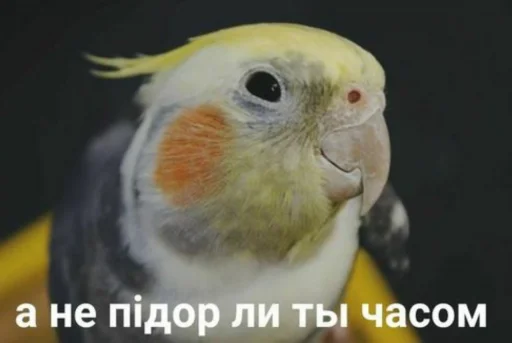 Sticker koshkodeffka - 1