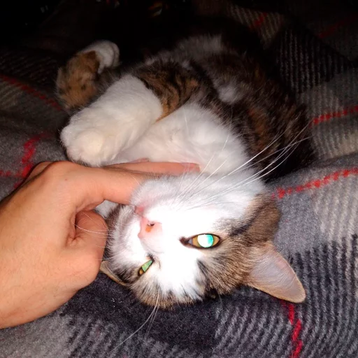 mammal domestic cat animal