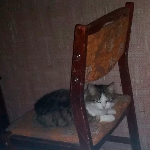 cat small to medium-sized cats felidae