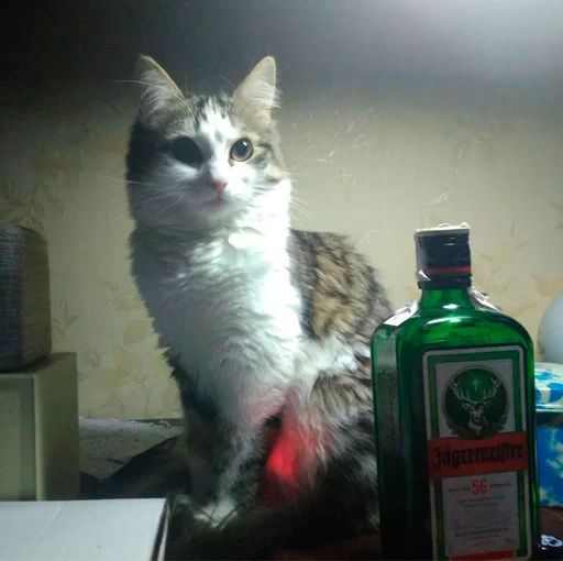 indoor small to medium-sized cats felidae