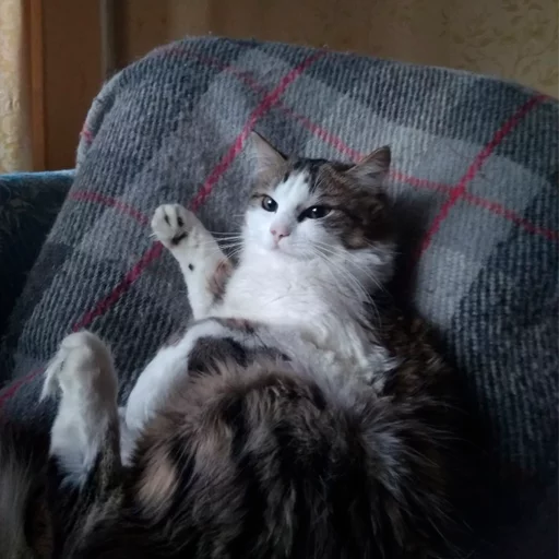 animal small to medium-sized cats domestic cat