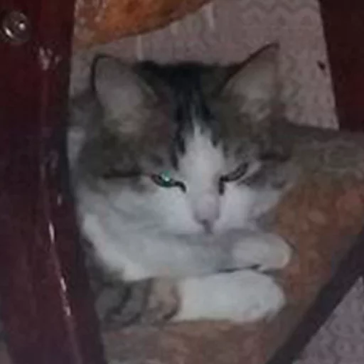 animal mammal small to medium-sized cats