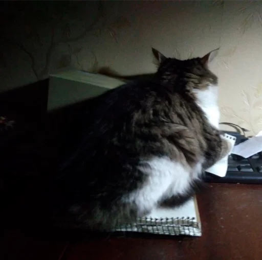 indoor small to medium-sized cats felidae