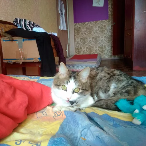 indoor small to medium-sized cats felidae