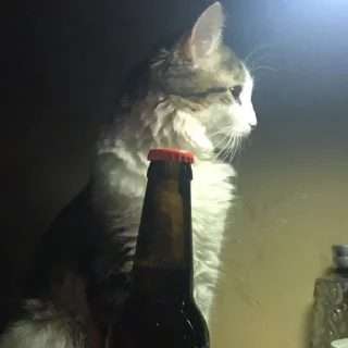 кошлатина pt.2 @mymooms - кошки малого и среднего размера