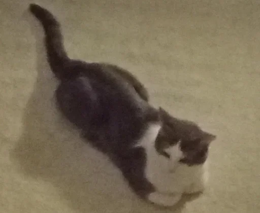 ^⁠_⁠_⁠_⁠^ @KOT3HO4EK - 