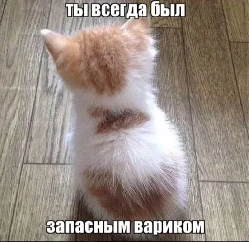 Стикер kot3h04ek - 1