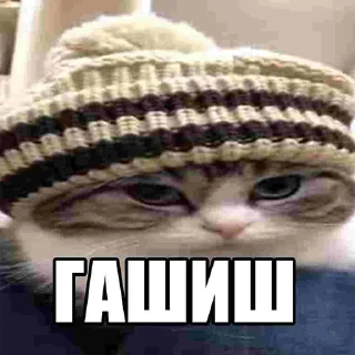 text small to medium-sized cats cat