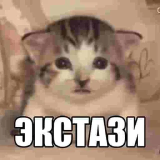 text cat domestic cat