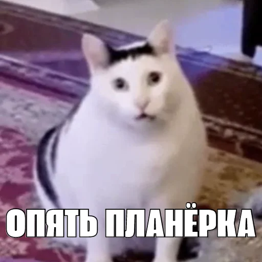 Стикер kot_sogl - 1