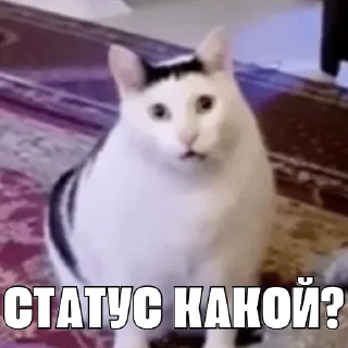 Sticker kot_sogl - 8