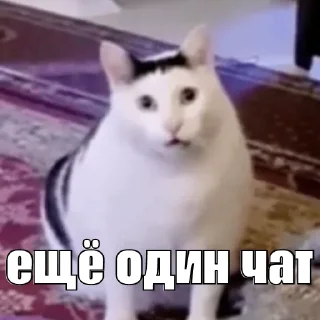 Sticker kot_sogl - 3