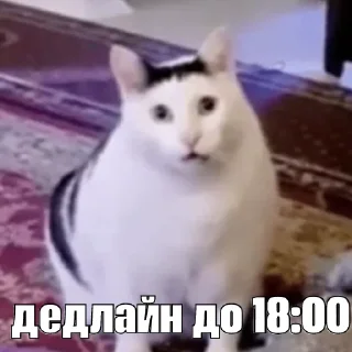 Sticker kot_sogl - 9