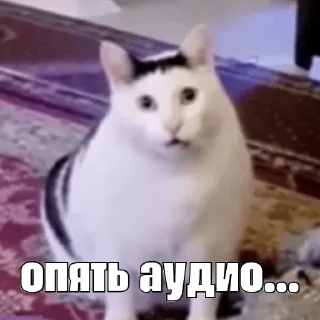 Sticker kot_sogl - 4