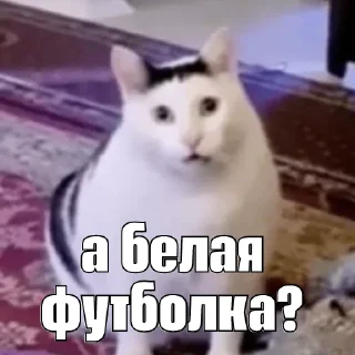 Sticker kot_sogl - 0